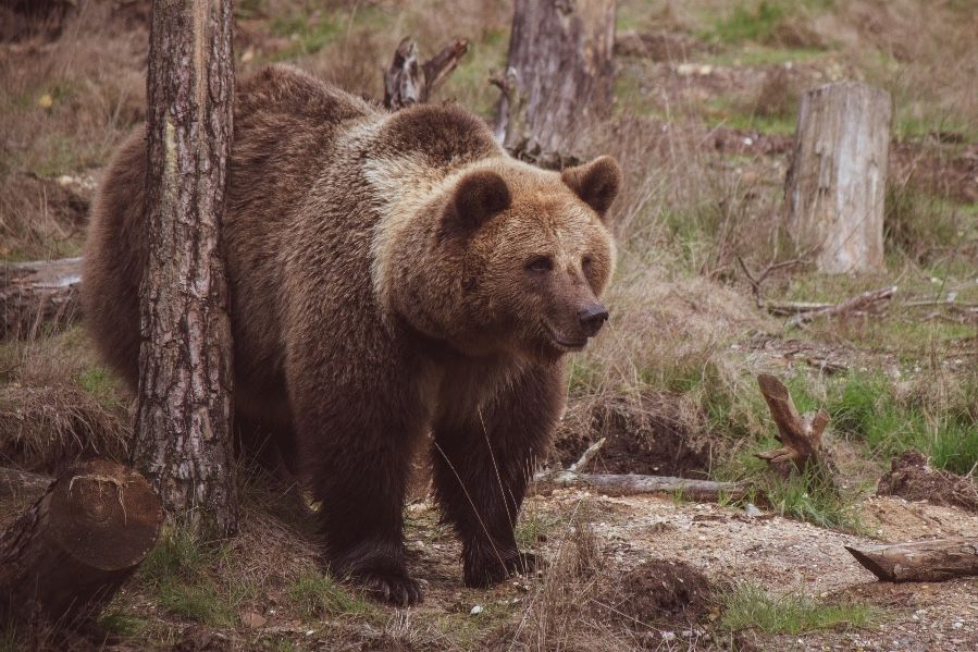 cinque domande a Franco Tassi sugli orsi in Trentino