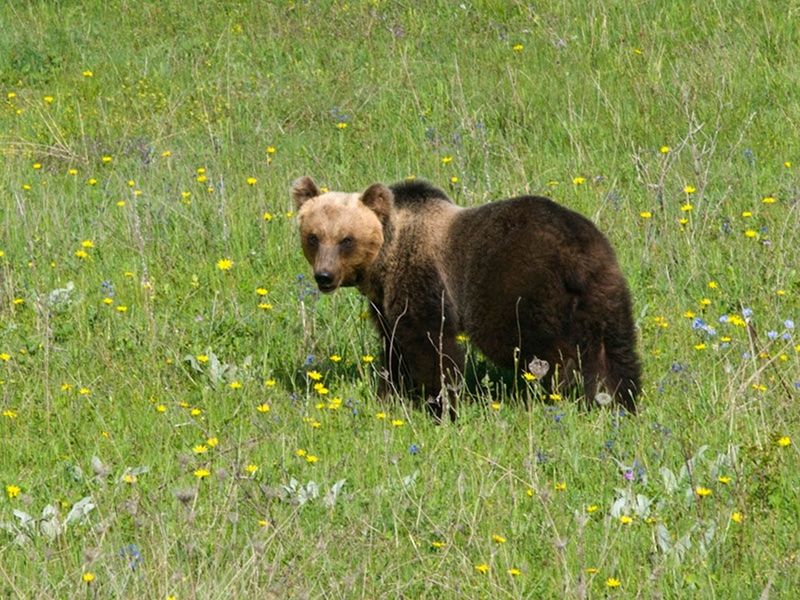 Orso marsicano